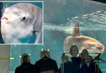 Japan Aquarium sticks Human Cardboard for Lonely Sunfish
