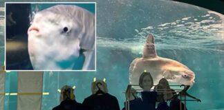 Japan Aquarium sticks Human Cardboard for Lonely Sunfish