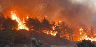 Murree's Forests Devastated by Unrelenting Wildfires