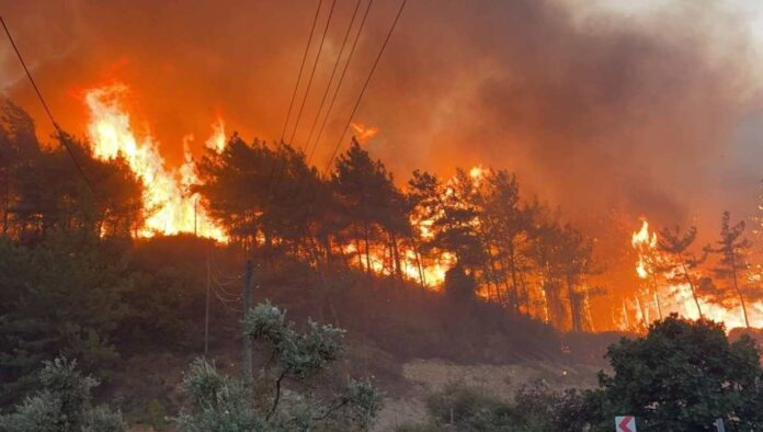 Murree's Forests Devastated by Unrelenting Wildfires