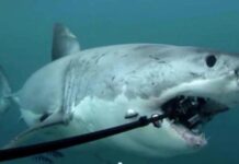 Sharks Can't Eat Submarine Cables: PTA Chairman