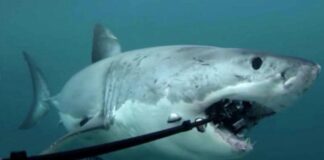 Sharks Can't Eat Submarine Cables: PTA Chairman