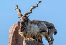 Three Hunters Arrested for Killing Markhor in Pishin