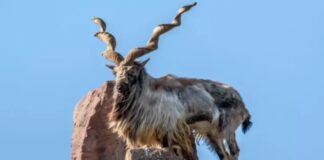 Three Hunters Arrested for Killing Markhor in Pishin