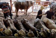 Livestock Import Ban Imposed by China Amid Health Risks