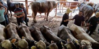 Livestock Import Ban Imposed by China Amid Health Risks