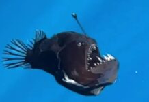 First-Ever Daylight Sighting of ‘Black Demon’ Fish?