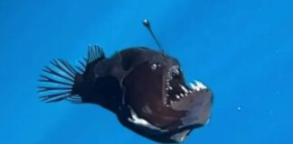 First-Ever Daylight Sighting of ‘Black Demon’ Fish?
