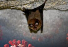 Newly Discovered Bat Virus Uses Same Entry Path as COVID-19