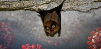 Newly Discovered Bat Virus Uses Same Entry Path as COVID-19