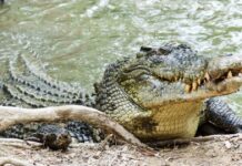 Pakistan Begins Crocodile Farming for Leather and Tourism