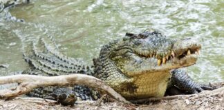 Pakistan Begins Crocodile Farming for Leather and Tourism