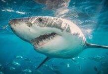 Teenage Girl Killed in a Shark Attack at an Australian Tourist Spot
