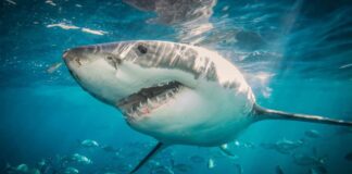 Teenage Girl Killed in a Shark Attack at an Australian Tourist Spot