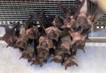 Is Another Pandemic on Horizon? New Corona Virus Discovered in Brazilian Bats