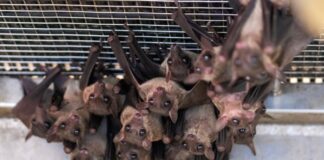 Is Another Pandemic on Horizon? New Corona Virus Discovered in Brazilian Bats