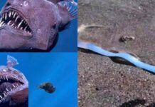 Deep Sea Creatures are Escaping to the Shore, But from What?