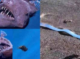 Deep Sea Creatures are Escaping to the Shore, But from What?