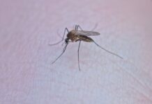 Dengue fever: Use mosquito repellent coils or plug-in devices in commonly used areas of your home, like the living room or bedroom