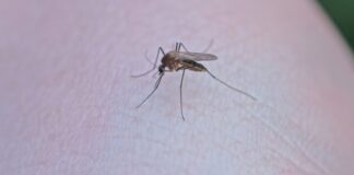 Dengue fever: Use mosquito repellent coils or plug-in devices in commonly used areas of your home, like the living room or bedroom