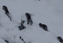 Rare Sighting of Four Snow Leopards in Northern Pakistan Sparks Excitement