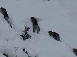 Rare Sighting of Four Snow Leopards in Northern Pakistan Sparks Excitement