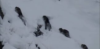 Rare Sighting of Four Snow Leopards in Northern Pakistan Sparks Excitement