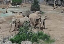 In a Stunning Display of Nature, Elephants Formed an Alert Circle Post-Earthquake in San Diego
