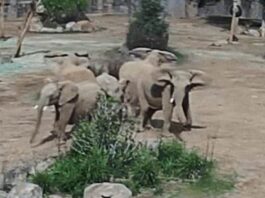 In a Stunning Display of Nature, Elephants Formed an Alert Circle Post-Earthquake in San Diego
