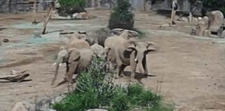 In a Stunning Display of Nature, Elephants Formed an Alert Circle Post-Earthquake in San Diego