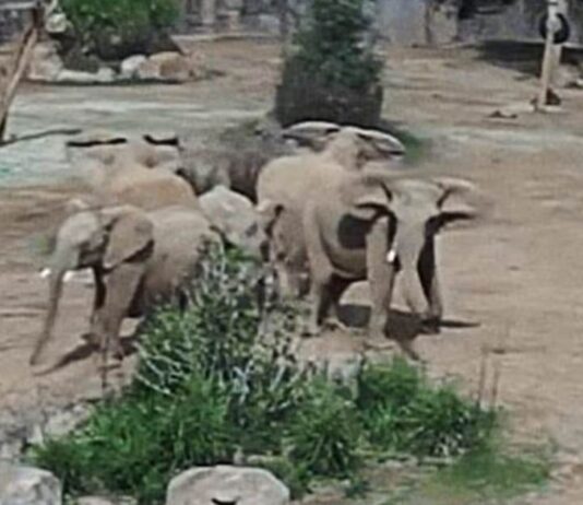In a Stunning Display of Nature, Elephants Formed an Alert Circle Post-Earthquake in San Diego