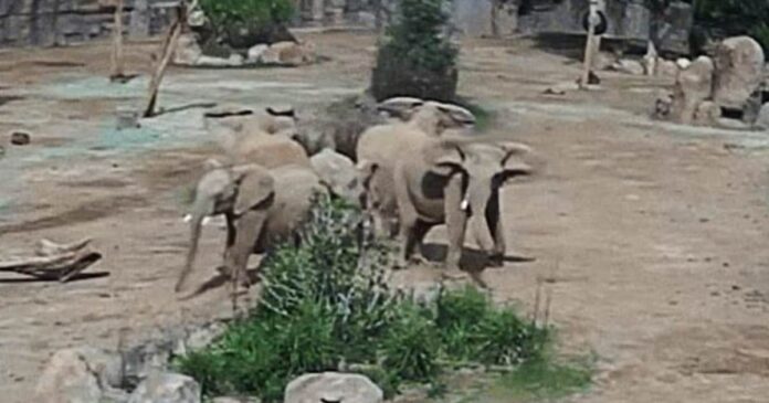 In a Stunning Display of Nature, Elephants Formed an Alert Circle Post-Earthquake in San Diego