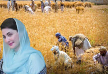 Punjab Unveils Rs15 billion Support Package for Wheat Farmers