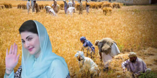 Punjab Unveils Rs15 billion Support Package for Wheat Farmers