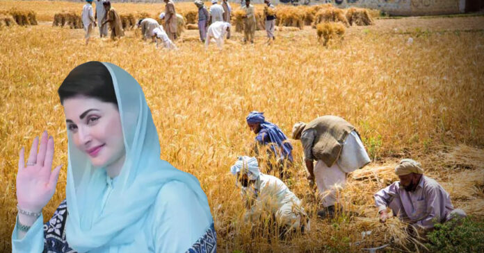 Punjab Unveils Rs15 billion Support Package for Wheat Farmers