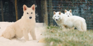 Scientists have Revived the Dire Wolf after 10,000 Years