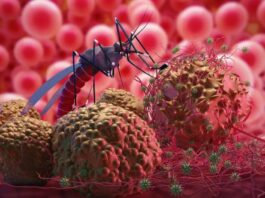 World Malaria Day: Is Climate Change Worsening Malaria?