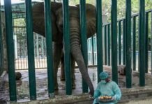 Karachi Elephants Get TB Treatment with 400 Pills a Day