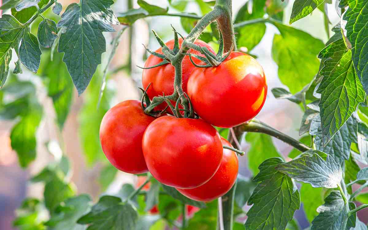Tomatoes contain about 94% water and are a rich source of vitamin C.