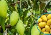 Climate and Water Crisis Threaten 50% Drop in Sindh’s Mango Harvest