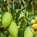 Climate and Water Crisis Threaten 50% Drop in Sindh’s Mango Harvest
