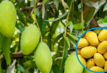 Climate and Water Crisis Threaten 50% Drop in Sindh’s Mango Harvest