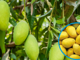 Climate and Water Crisis Threaten 50% Drop in Sindh’s Mango Harvest