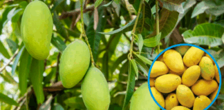 Climate and Water Crisis Threaten 50% Drop in Sindh’s Mango Harvest