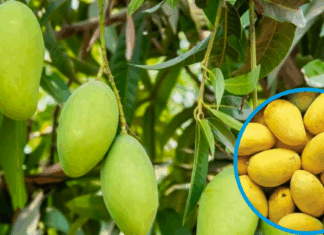 Climate and Water Crisis Threaten 50% Drop in Sindh’s Mango Harvest