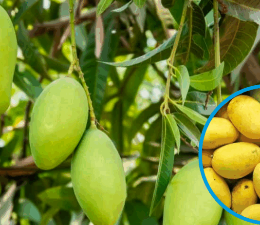 Climate and Water Crisis Threaten 50% Drop in Sindh’s Mango Harvest