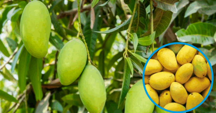 Climate and Water Crisis Threaten 50% Drop in Sindh’s Mango Harvest