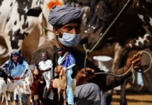 Karachi Bans Illegal Cattle Markets Under Section 144