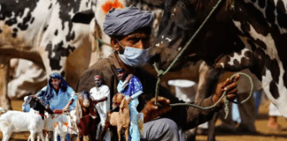 Karachi Bans Illegal Cattle Markets Under Section 144