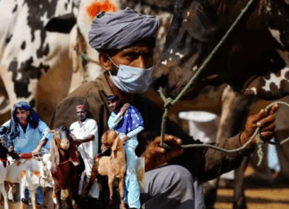 Karachi Bans Illegal Cattle Markets Under Section 144